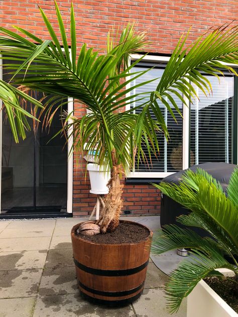 Cocos nucifera palm tree potted. Indoor Palm Trees, Indoor Palms, Cocos Nucifera, Coconut Palm, The Netherlands, Indoor Plants, Palm Trees, Netherlands, Year Old