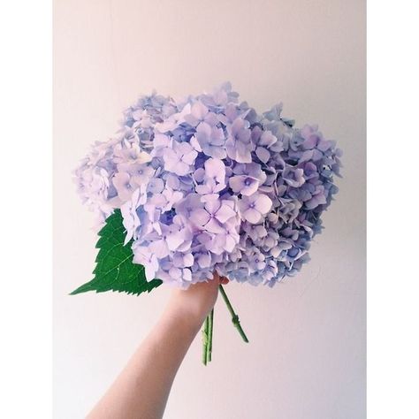 . theBlossomtrail . ❤ liked on Polyvore featuring pictures Hydrangea Purple, Come Soon, Hydrangea Flower, Beautiful Blooms, Flower Child, Plant Life, Love Flowers, Pretty Flowers, Flower Power