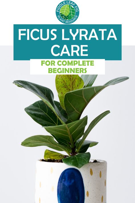 Fiddle Leaf Fig Care, Fiddle Leaf Fig Plant, Houseplant Tips, Houseplant Collection, Types Of Houseplants, Fig Plant, Houseplant Care, Vegetable Garden Diy, Ficus Lyrata