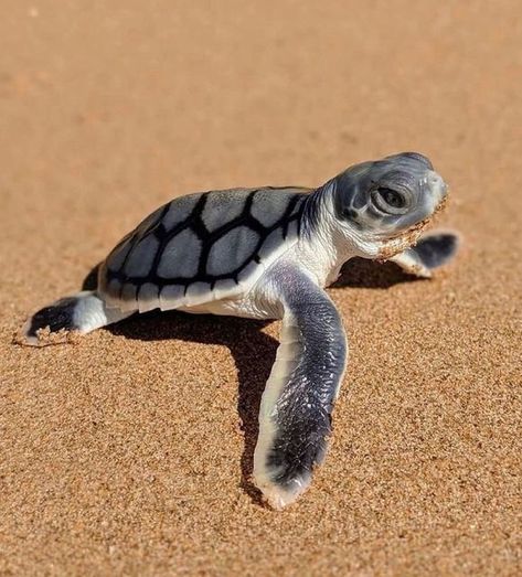 𝐓𝐡𝐞 𝐌𝐚𝐫𝐢𝐧𝐞 𝐄𝐧𝐜𝐲𝐜𝐥𝐨𝐩𝐞𝐝𝐢𝐚 on Instagram: "The flatback turtle is named for the relative flatness of its shell, one of the characteristics that distinguish it from the other sea turtles around the world. Most sea turtles migrate extremely long distances, travelling across entire ocean basins multiple times throughout their lives. The flatback turtle, however, has a much smaller range, is the only sea turtle that does not visit the Americas, and is restricted to the coastal water South African Birds, African Birds, Save The Sea Turtles, African Buffalo, Amazing Frog, African Penguin, Lilac Breasted Roller, Turtle Conservation, Baby Sea Turtle