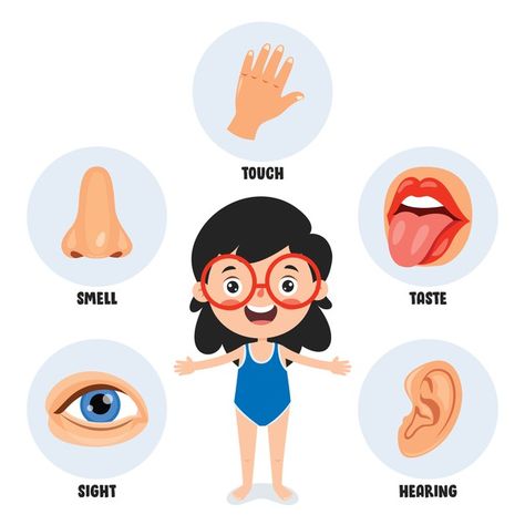 Five senses template with human organs | Premium Vector #Freepik #vector #kids #education #medical #girl Sense Organs, Body Preschool, Human Organs, Senses Activities, Human Organ, Human Body Parts, Infographic Poster, Boy Illustration, Five Senses