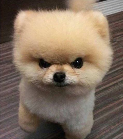 Angry Pom Animal Memes, Memes, Funny, White