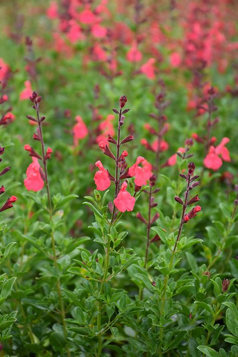 Australia Flowers, Salvia Greggii, Texas Sage, Autumn Sage, Landscape Nursery, Flower Growing, Low Water Gardening, Flower Varieties, Plant Tips