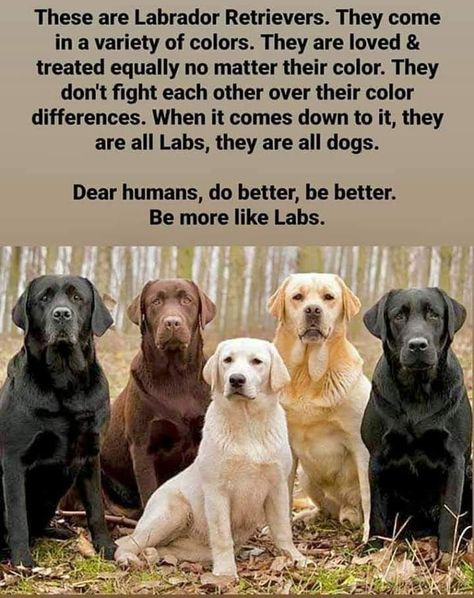 Dog Quotes Love, Labrador Retrievers, Animal Quotes, Dog Quotes, Custom Dog, Animals Friends, Dog Life, I Love Dogs, Dog Love