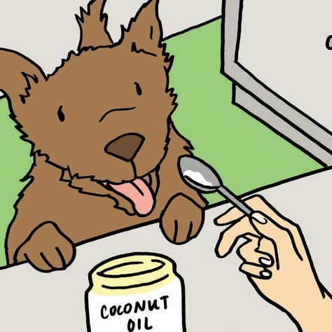 Dog Ear Infections, Dog Ear Cleaner, Dogs Ears Infection, Coconut Oil For Dogs, Dog Remedies, Ear Infections, Oils For Dogs, Dog Health Care, Dog Allergies