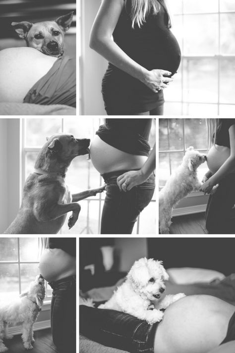 Dog And Bump Photos, Dog And Pregnant Belly Photo Ideas, Maternity Photo Shoot Ideas Dog, At Home Maternity Shoot With Dog, Maternity Photo With Dog, Bump Pictures With Husband, Maternity Dog Photoshoot, Maternity Pictures With Dogs, Maternity Photoshoot With Dog