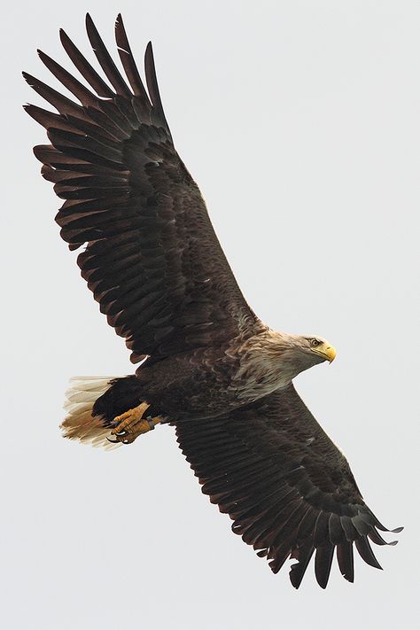 White Tailed Sea Eagle White Tailed Eagle Tattoo, Eagle Reference Photo, White Tailed Sea Eagle, Stellar Sea Eagle, Fish Eagle Photography, Types Of Eagles, Steller's Sea Eagle, White Tailed Eagle, Sea Eagle