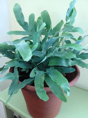 Blue star fern is an easy houseplant that will grow with little light. It has strappy green-blue leaves and it enjoys frequent watering. Frosty Fern Care, Blue Star Fern Indoor, Phlebodium Aureum Blue Star, Fern Plant Aesthetic, Cottage Style Bathrooms, Fern, Blue Fern, Bathroom Plants, Diy Greenhouse