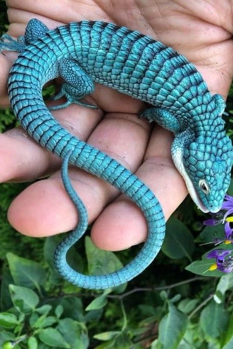 #alligator #lizard #mini #blue #dragon #mexican Alligator Lizard, Bizarre Animals, Baby Dragon, Reptiles And Amphibians, Rare Photos, Amphibians, Natural Wonders, Beautiful Creatures, Animal Kingdom