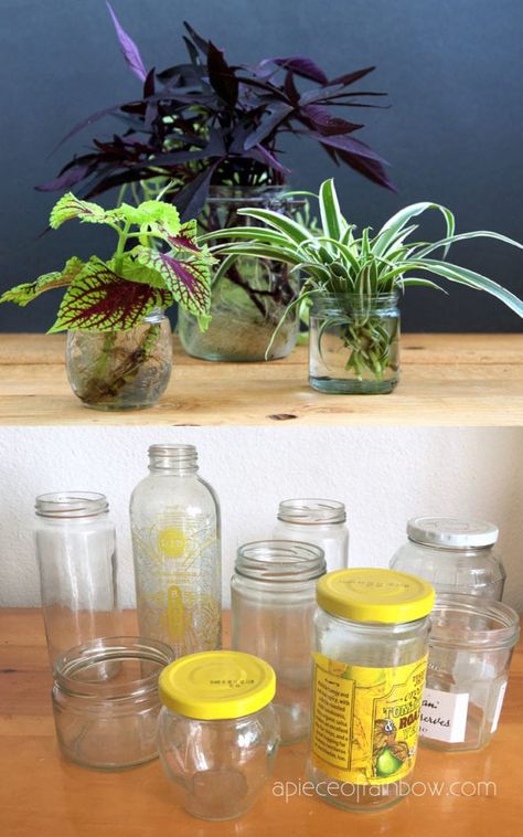 How to grow plants in water without soil easily! Best water plant name list & successful garden tips to propagate & grow indoor plants in bottles & vases! – A Piece of Rainbow #indoorplants #houseplants #gardening #gardeningtips #urbangardening #containergardening #diy #bohemian #bohemiandecor #bohochic #boho #homedecor #homedecorideas propagation station, boho, bohemian décor, water plants, houseplants, gardening Indoor Plants In Water, Plant Ideas Indoor, Plants In Glass Jars, Organic Plant Fertilizer, Beautiful Indoor Plants, Indoor Plant Ideas, Water Plants Indoor, Plants Grown In Water, Wandering Jew Plant