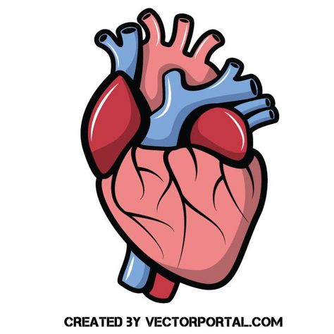 Heart vector clip art Medical Clip Art, Human Heart Drawing, Heart Organ, Brain Drawing, Medical Memes, Heart Clip Art, Heart Anatomy, Heart Illustration, Heart Drawing