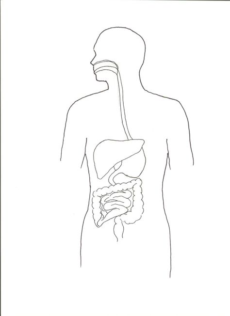 printable digestive system Digestive System Drawing, Digestion Diagram, Digestive System For Kids, Digestive System Diagram, Digestive System Worksheet, Human Body Diagram, Digestive System Anatomy, Drawing Tricks, Human Digestive System