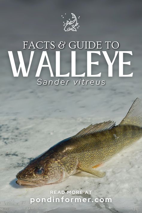 Embark on a journey into the world of fishing knowledge! Explore fascinating facts and a comprehensive guide to Walleye (Sander vitreus), the elusive and prized freshwater fish. From habitat preferences to angling tips, uncover the secrets to understanding and catching this revered species. Delve into the art of Walleye fishing with our insightful guide! #WalleyeFishing #FreshwaterFish #FishSpeciesGuide #Walleye #WalleyeGuide #FishGuide #FreshwaterFishGuide Fishing Knowledge, Walleye Rigs, Tapetum Lucidum, Walleye Fishing Tips, River Fish, Aquatic Insects, Channel Catfish, Different Fish, Fly Fishing Tips