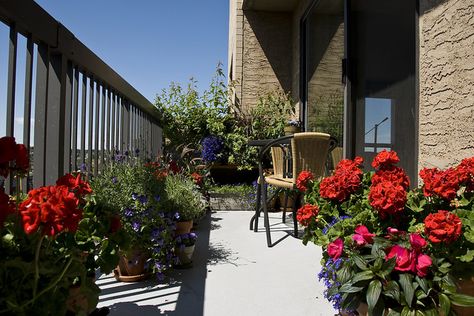 What are the plants for south facing balcony garden? The answer is simple, all the plants that love to grow in full sun. Balcony Plants, Succulent Gardening, Big Garden, Organic Gardening Tips, Hydroponic Gardening, Apartment Garden, Country Gardening, Garden Table, Small Gardens