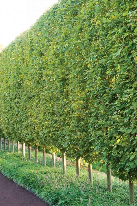 In Villanova, Pennsylvania, designer John Shandra of Gale Nurseries created an avenue of sheared European hornbeams. Privacy Fence Landscaping, Hornbeam Hedge, Garden Hedges, Patio Trees, Privacy Landscaping, Backyard Privacy, Modern Garden Design, Fence Landscaping, Have Inspiration