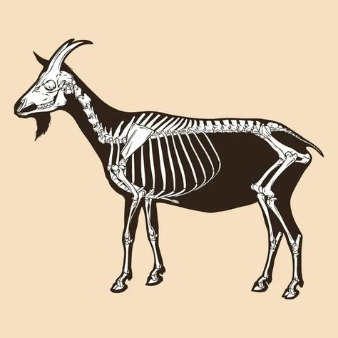 Goat Skeleton, Art References, Animal Illustration, Dia De Muertos, Blackwork, Goats, Skeleton, Stock Illustration, Art Reference