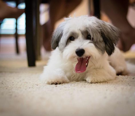 Top 5 Havanese Haircut Styles | The Dog People by Rover.com Havanese Haircuts, Havanese Grooming, Puppy Haircut, Havanese Puppies For Sale, Coat Types, Bichon Havanais, Puppy Cut, Dog Haircuts, Havanese Puppies