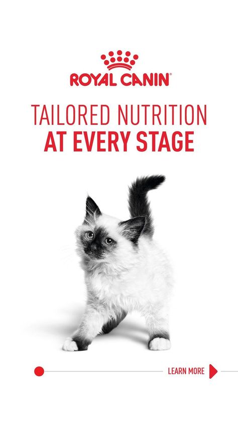 Start your kitten strong with Royal Canin’s precisely tailored nutrition. But as they grow, it’s important to transition to a diet that supports the incredible adult cat they’re becoming. Royal Canin diets are formulated for the precise nutrient needs of your cat’s breed, activity level and sensitivities.  When you continue with Royal Canin, you’re giving your cat the tailored nutrition they need to be their magnificent best at every stage of life. Petshop Logo, Cat Feed, Pet Shop Logo Design, Story Filters, Pet Shop Logo, Kitten Food, Research Writing, Oreo Truffles, Cute Kawaii Animals