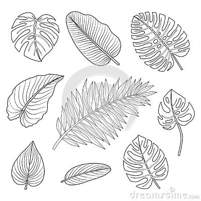 Leaves Outline Drawing, Leaves Outline, Leaf Outline, Drawing Vector, Outline Drawing, Outline Drawings, Drawing Inspo, Tropical Leaves, Flower Drawing