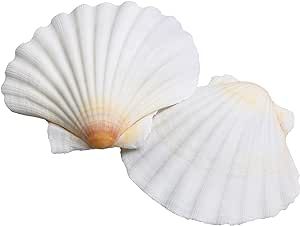 LUCKY BABY Scallop Shells White Natural Sea Shells for Crafts 16pcs 2.7-3.5 Inches Seashells for DIY Crafting Beach Wedding Home Decoration Baking Krylon Spray Paint, Sailboat Decor, Ocean Theme Party, Wedding Home Decoration, Under The Sea Theme, Oyster Shells, Tropical Theme, Fish Tank Decorations, Scallop Shells