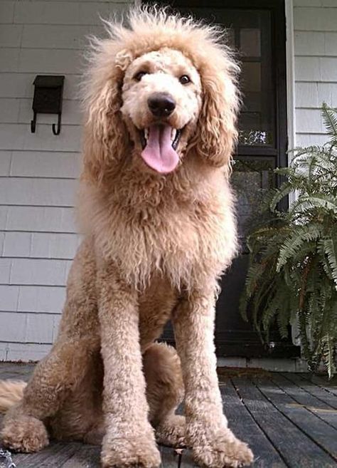 21 Reasons Labradoodles Are Wonderful Labradoodle Haircut, Goldendoodle Haircuts, Goldendoodle Grooming, Poodle Haircut, Poodle Cuts, Dog Leash Training, Dog Haircuts, Lion Dog, Dog Cuts