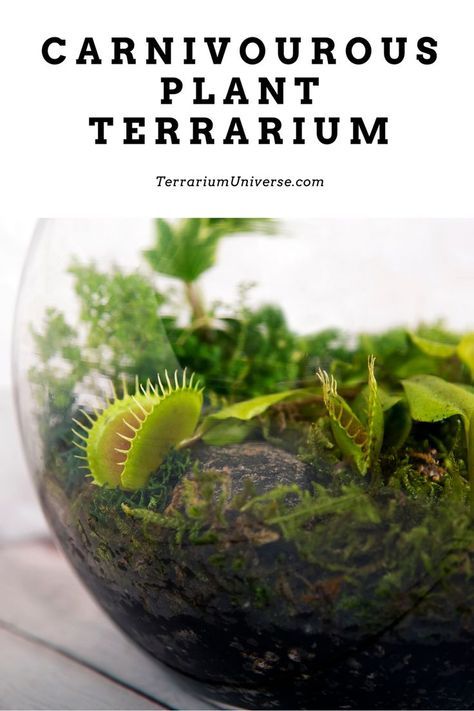 This guide will show you the best way to build a carnivorous plant terrarium at home! Updated for first time terrarium lovers. Carnivore Plant Terrarium, Carnivorous Terrarium Ideas, Diy Plant Terrarium How To Make, Carnivore Terrarium, How To Set Up A Terrarium, Terrarium Plants Closed, Japanese Terrarium Miniature Zen Garden, How To Build A Terrarium, Cactus Terrarium Ideas