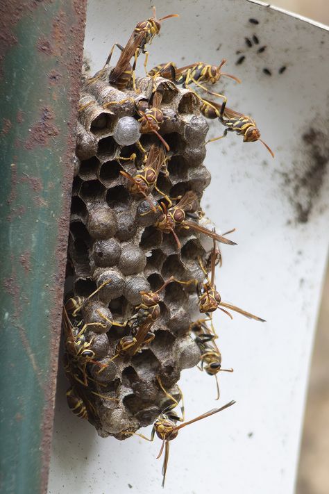 Red Paper Wasp nest... #wasp #wasps #paperwasp #redpaperwasp #redpaperwasps #macro #macrophotography #nature #naturephotography #insects #photography #insect #canon  #naturelovers #perfection #macroworld #brilliance #macros #wildlife #photo #captures #closeup #world #bug #beautiful Insects Photography, Paper Wasp, Macrophotography Nature, Scary Story, Wasp Nest, Pottery Classes, Red Paper, Scary Stories, Wasp