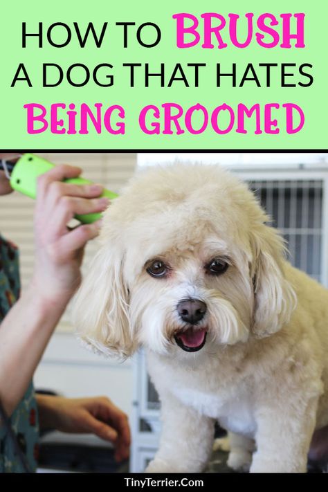 Grooming tips for nervous dogs. Overcome your dog's fear of being brushed with these four simple steps. At Home Dog Grooming, Dog Grooming Diy, Dog At Home, Puppy Grooming, Dog Grooming Tips, Dog Grooming Supplies, Home Dog, Grooming Tips, Dog Care Tips