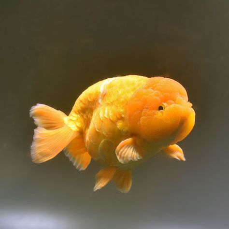 Puffy Goldfish, Tropical Fish Photography, Fat Goldfish, Oranda Fish, Lionhead Goldfish, Goldfish Breeding, Cute Squid, Oranda Goldfish, Fish Sketch