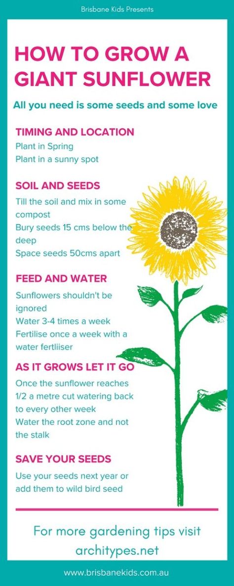 Planting Sunflowers In Ground, When To Plant Sunflower Seeds, How To Grow Sunflowers From Seeds, Sunflower Garden Ideas Flower Beds, How To Plant Sunflower Seeds, How To Grow Flowers From Seeds, Sunflower Garden Aesthetic, Sunflowers Planting Ideas, How To Plant Sunflowers