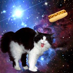 Figaro Cat, Cat Types, Maincoon Cat, Bambino Cat, Trippy Cat, Cat Tricks, Fantasy Cats, Caracal Cat, Cats In Space