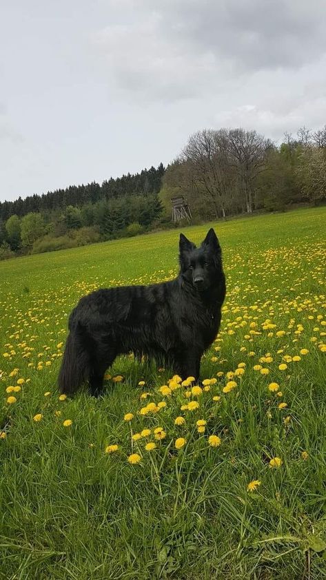 Germam Shepherd's Club | Great photography ❤️ | Facebook German Shepherd White, German Shepherd For Sale, Black German Shepherd Dog, German Shepherd Breeders, German Sheperd Dogs, White German Shepherd, German Shepherd Puppy, Scary Dogs, Black German Shepherd