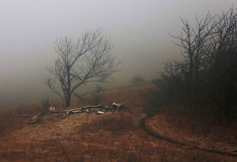 Foggy Appalachian Mountains, Appalachian Aesthetic, Max Aesthetic, Borzoi Dog, The Appalachian Trail, Foggy Morning, Appalachian Mountains, Pretty Images, Man And Dog