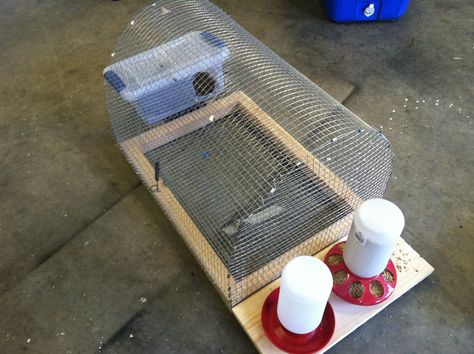 Easy to build quail cage and holds up to 5 quail! Quail Hutch, Quail Pen, Quail Cage, Button Quail, Quail Coop, Raising Quail, Farm Plans, Chicken Cages, Egg Production