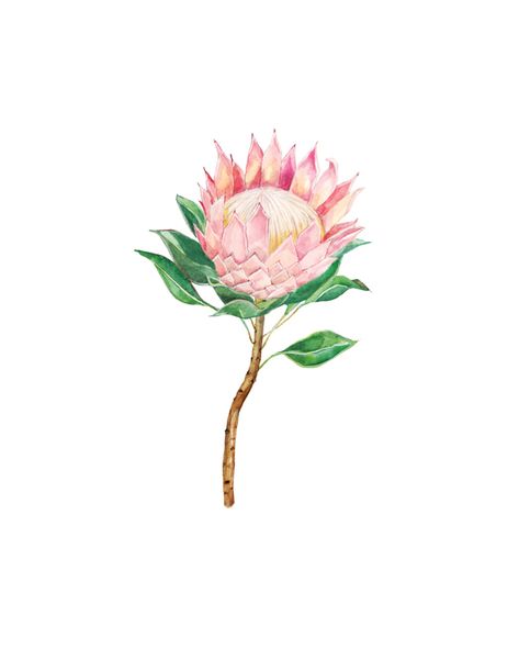 King Protea Art Print at ArtfullyWalls, This beautiful, hand-illustrated art print features a soft pink Protea flower. It’s a lovely way to bring some botanicals into your décor and is a great wall hanging or gift for anyone who loves pretty florals. King Protea Illustration, Protea Tattoo, King Protea Art, Pink Protea, Protea Art, Decoupage Images, Type Tattoo, Glaze Ideas, King Protea