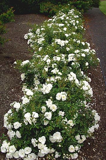 White Flower Carpet Rose Carpet Roses, Ground Cover Roses, Flower Carpet, Wallpaper Flower, Front Landscaping, Moon Garden, White Garden, Ground Cover Plants, Front House Landscaping