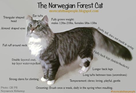 More Cats Than People: What makes a Norwegian Forest Cat different? Norwegian Cat, Siberian Cats, Cat Perch, Pet Cats, Norwegian Forest, Siberian Cat, Young Animal, Forest Cat, Norwegian Forest Cat