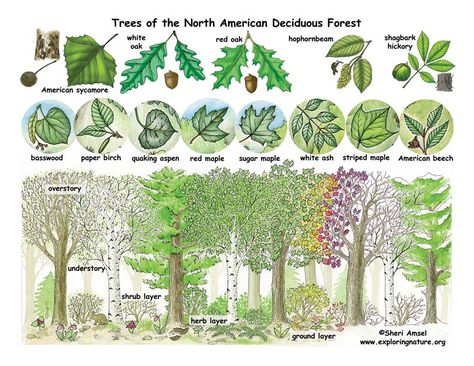 Deciduous Forest Biome Project, Deciduous Forest Animals, Forest Layers, Deciduous Forest Biome, Temperate Deciduous Forest, Temperate Forest, Biomes Project, Plants Names, Rainforest Biome