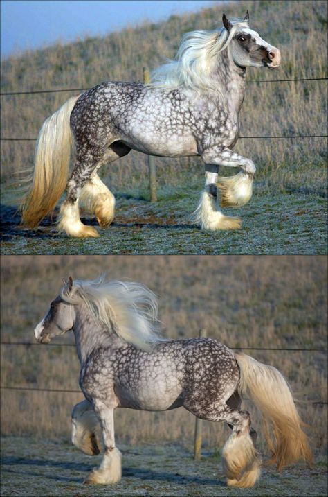 Dapple Grey Horses, Rare Horses, Horse Reference, Big Horses, Horse Colors, Most Beautiful Horses, Grey Horse, Majestic Horse, All The Pretty Horses