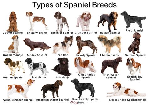 Cocker Spaniel Names, American Cocker Spaniel Puppies, Clumber Spaniel Puppy, Working Spaniel, Perro Cocker Spaniel, Cocker Spaniel Breeds, English Springer Spaniel Puppy, English Spaniel, Irish Water Spaniel