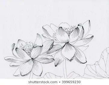 Lotus Flower Line Art, Line Drawing Images, Lotus Flower Drawing, Flower Line Art, Chinese Illustration, Flower Line Drawings, Shading Techniques, Drawing Images, Ink Illustrations