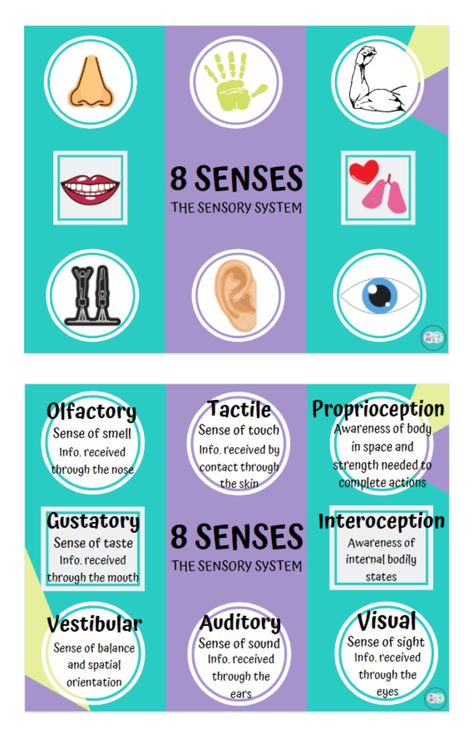 Kids with ASD can seek sensory input in many ways 8 Sense, Sensory Input, Sensory System, Sense Of Sight, Sense Of Touch