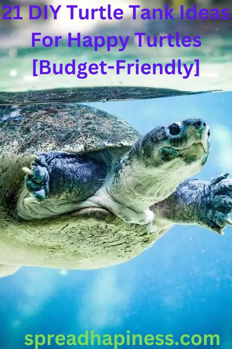 Create a happy habitat for your pet turtle with these 21 budget-friendly DIY tank ideas. Transform old furniture into custom enclosures, repurpose containers for aquatic environments, or build modular setups with inexpensive materials. Enhance your turtle's well-being while staying within your budget with these creative and practical solutions. Turtle Tub, Aquatic Turtle Habitat, Turtle Tank Ideas, Aquatic Turtle Tank, Softshell Turtle, Turtle Tank Setup, Diy Turtle, Musk Turtle, Turtle Sanctuary