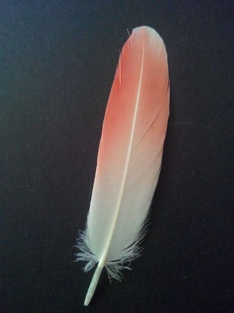 Found this yesterday.. Flamingo feather ? Paint Sample Art, Flamingo Feathers, Flamingo Feather, Finding Feathers, Paint Sample, Paint Samples, Copic, Cut Outs, Cute Wallpapers