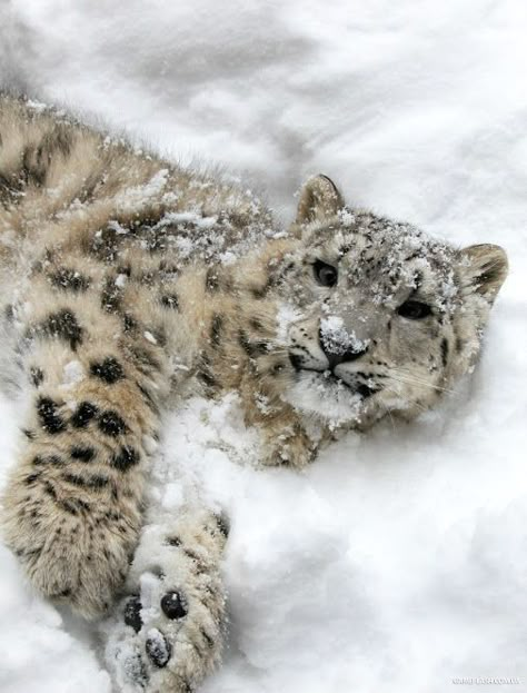 Conservation Photography, Baby Snow Leopard, Baby In Snow, Apex Predator, Super Cute Animals, Winter Animals, Pretty Animals, The Himalayas, Silly Animals