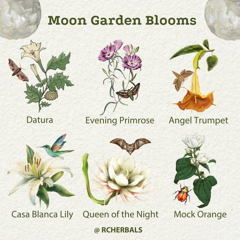 Want to learn more about moon gardens, night-time blooms, and their pollinators? Click to learn more.  #Night #MoonGarden #NightGarden #SupportPollinators #Flowers #Garden #Blooms #Bats #Bees #Beetles #Moths #Pollinators Flowers That Bloom At Night, Moon Garden At Night, Night Plants, Moon Gardens, Lunar Flowers, Autumn Core, Witchy Garden, Night Blooming Flowers, Moonlight Garden