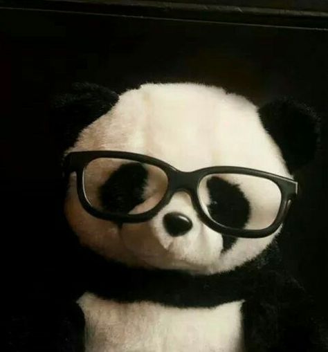 2013 Swag Era Matching Pfp, Panda With Glasses, Panda Icon, Grunge Pictures, Panda Lindo, 2013 Swag Era, Rawr Xd, Silly Animals, Wearing Glasses