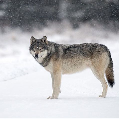 By @johnemarriott #shoutout #photography #wild Grey Wolf Photography, No One Is Listening, Wolf Sanctuary, Mexican Gray Wolf, Wild Wolves, Animal Poses, Wolf Poses, Animals Tattoos, Wolf Life