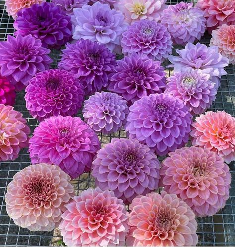 Flowers Dahlias, Purple Dahlia, Dahlia Bouquet, Dahlias Garden, Favourite Flowers, Making A Bouquet, Victorian Flowers, Pink And Purple Flowers, Winter Wedding Inspiration