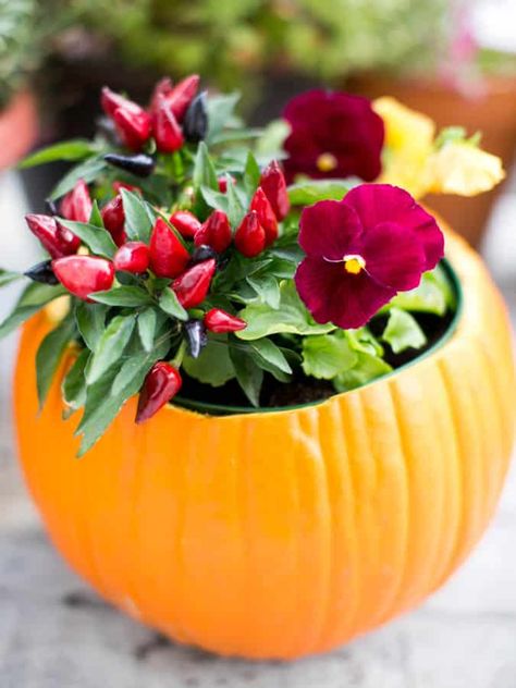 How To Make DIY Pumpkin Planters - Green Garden Cottage Pumpkin Planters, Pumpkin Flower Pots, Pumpkin Floral Arrangements, Pumpkin Planter, Ornamental Cabbage, Gold Pumpkins, Fall Planters, Pumpkin Flower, Plastic Planters